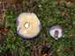 Ibolyás pereszke (Calocybe ionides), Budai-hegység